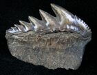 Fossil Cow Shark (Notorynchus) Tooth - South Carolina #12957-1